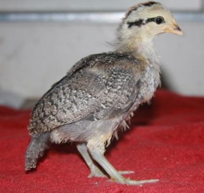 Silver Duckwing Standard Phoenix Juvenile