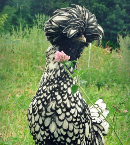 Silver Laced Polish Chicken