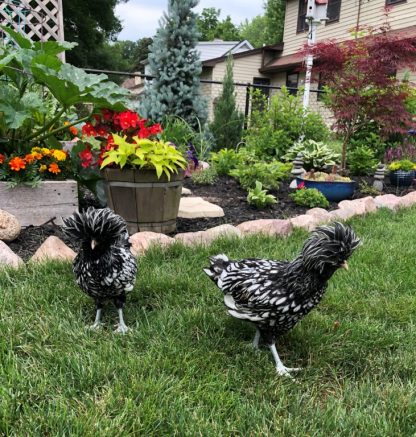 Silver Laced Cochin Standard Chicken