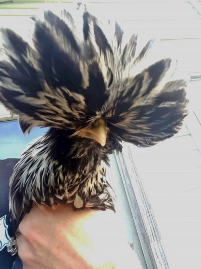 Silver Laced Polish Chicken