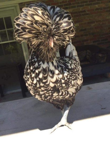 Silver Laced Polish Chicken