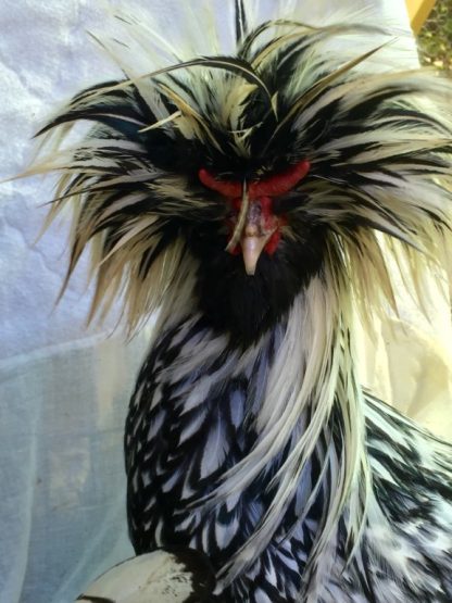 Silver Laced Polish Chicken