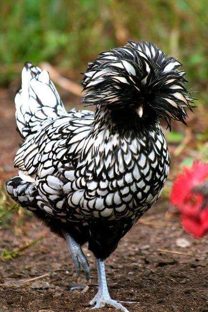thumbnail image 2 of 5 Hatching Eggs – Beautiful Silver Laced Polish Handsome Chickens 2 of 5