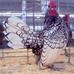 Silver Sebright Bantam Rooster