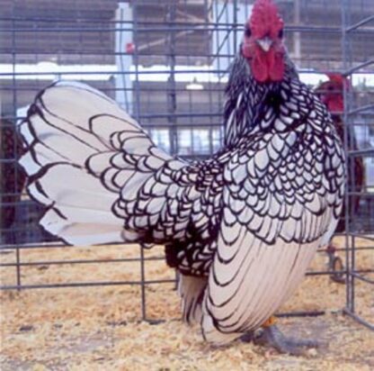 Silver Sebright Bantam Rooster