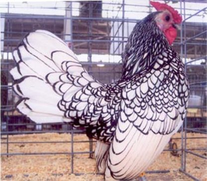 Silver Sebright Bantam