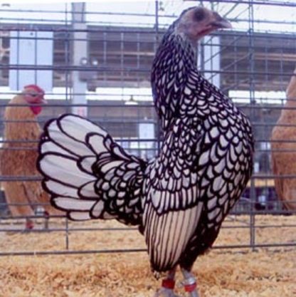 Silver Sebright Bantam Hen