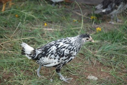 Silver Spangled Hamburg Chicken