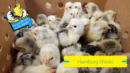 Silver Spangled Hamburg Chicks