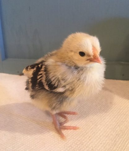 Silver Spangled Hamburg Chick