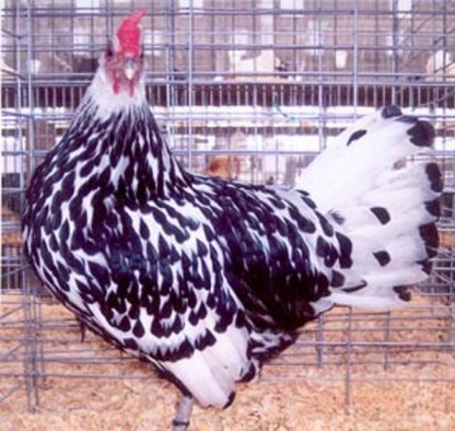 Silver Spangled Hamburg Chicken