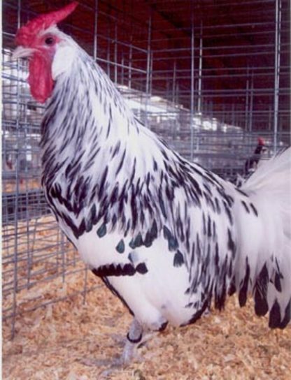 Silver Spangled Hamburg Chicken