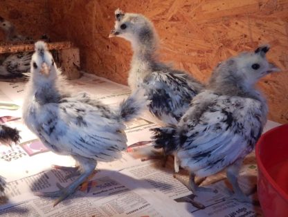 Silver Spangled Appenzeller Spitzhauben Chicks