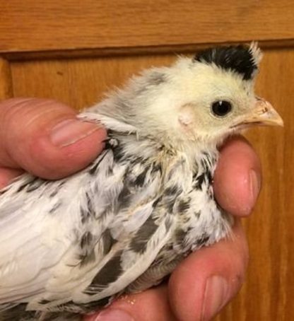 Silver Spangled Appenzeller Spitzhauben Chick