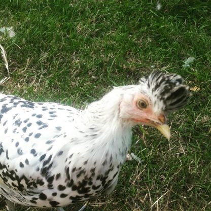 Silver Spangled Appenzeller Spitzhauben Chicken for Sale online