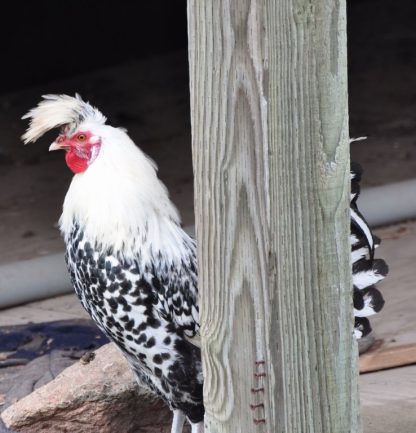 Silver Spangled Appenzeller Spitzhauben Chicken