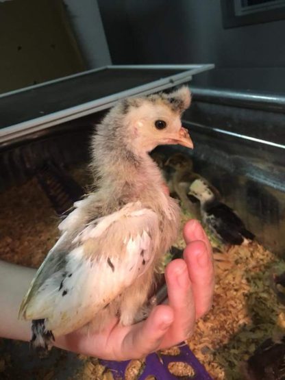 Silver Spangled Appenzeller Spitzhauben Chick