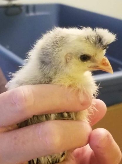 Silver Spangled Appenzeller Spitzhauben Chick