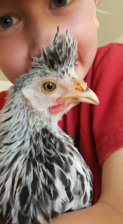 Silver Spangled Appenzeller Spitzhauben Chicken