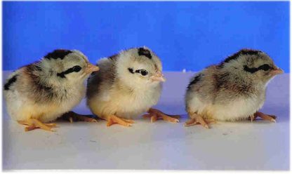 Day old Silver Duckwing Standard Phoenix Chicks