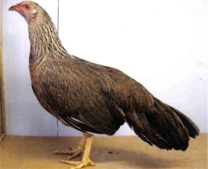 Silver Duckwing Yokohama Chicken Hen