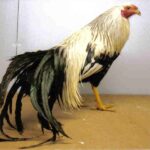 Silver Duckwing Yokohama Chicken Rooster