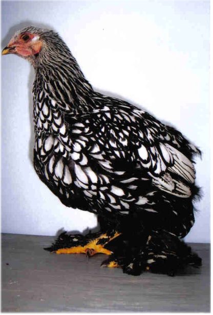 Silver Laced Standard Cochin Chicken Pullet