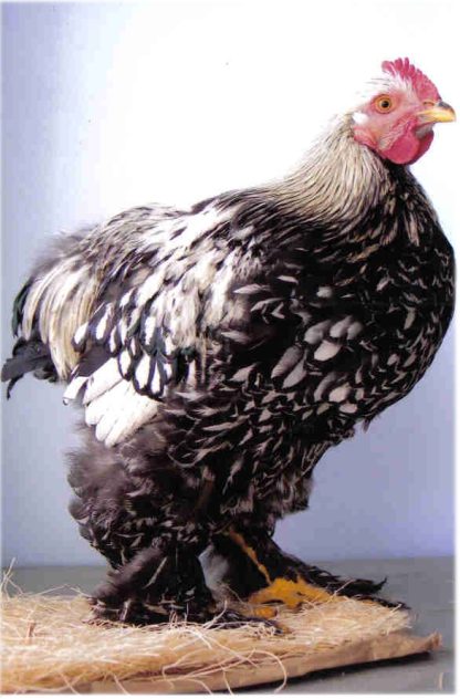 Silver Laced Standard Cochin Chicken Cockerel