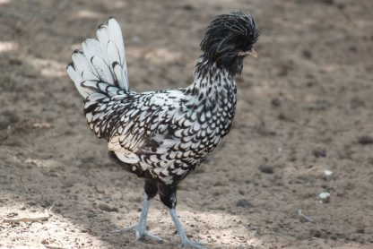 Silver Laced Polish Pullet Chicken Breed