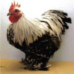 Silver Penciled Cochin Bantam Chicken Rooster