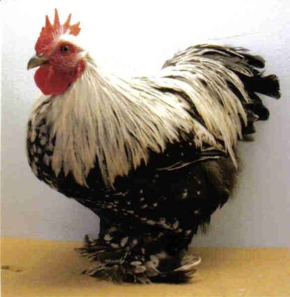 Silver Penciled Cochin Bantam Chicken Rooster