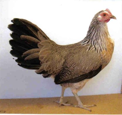 Silver Duckwing Standard Phoenix Chicken Hen