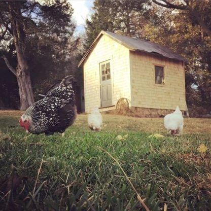 Black Laced Silver Wyandotte Chicken