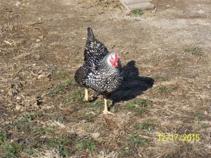 Black Laced Silver Wyandotte Chicken