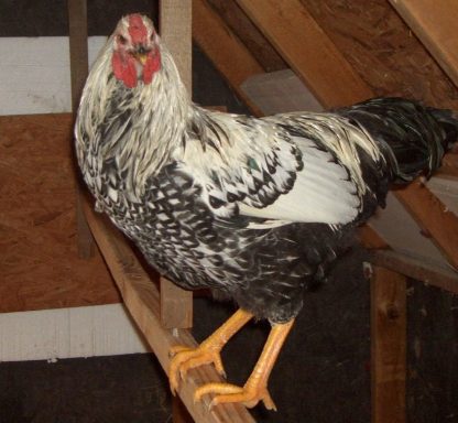 Young Black Laced Silver Wyandotte cockerel.