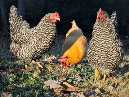 3 City/Town Pullet Photo By Kevin Kiser