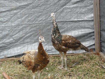 Spalding Purple & Black SHoulder Peafowl