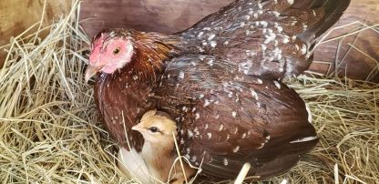 Spangled Old English Game Bantam