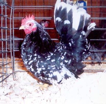 Mottled Japanese Bantam Hen