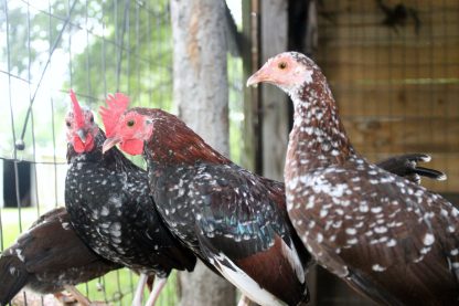 Spangled OE bantams Steve Cooper