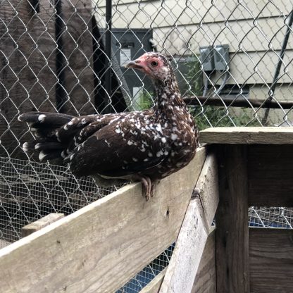 Spangled OE bantams Whittany Anderson