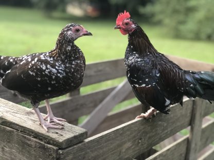 Spangled OE bantams Whittany Anderson