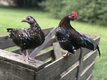 Spangled OE bantams Whittany Anderson