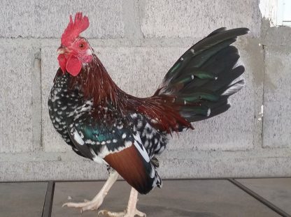 Spangled Old English Bantam David Ramirez