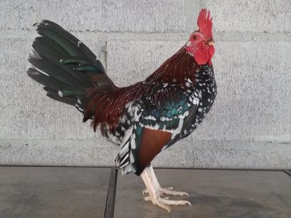 Spangled Old English Bantam David Ramirez