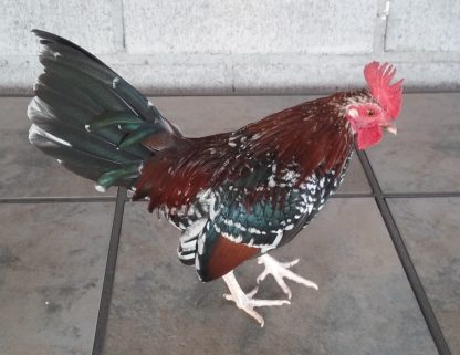 Spangled Old English Bantam David Ramirez