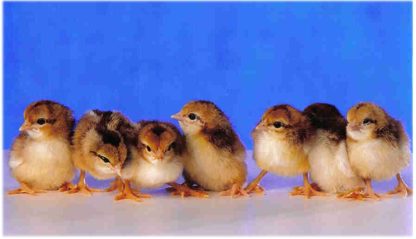 Day Old Spangled Old English Game Bantam Chicks