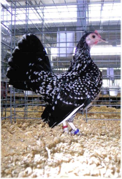 Spangled Old English Game Bantam Chicken Hen