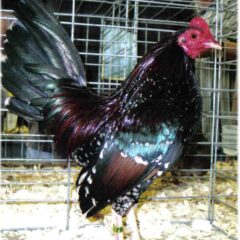 Spangled Old English Game Bantam Chicken Rooster