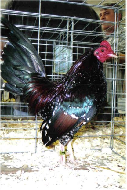 Spangled Old English Game Bantam Chicken Rooster